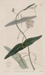 Passiflora misera, como Passiflora vespertilio Ker Gawl., Bot. Reg. 7